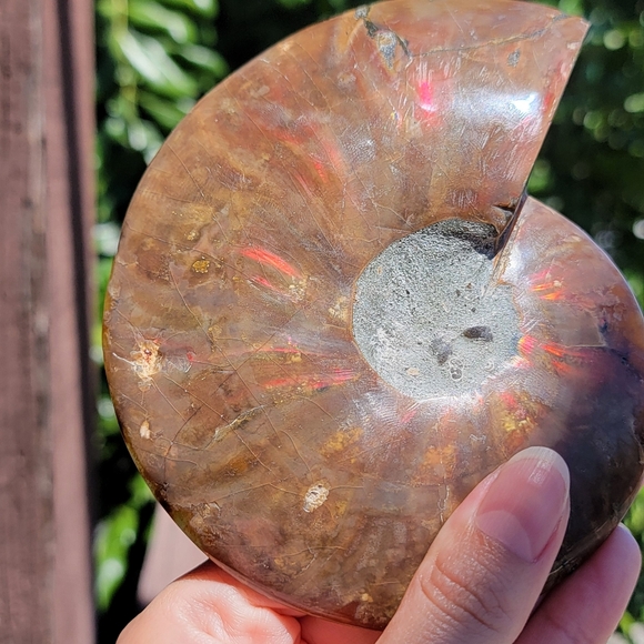 NEW 4.75" x 5.75" MADAGASCAR AGATIZED AMMONITE FOSSIL - Picture 11 of 16